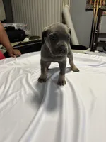 Jordan, a male Cane Corso for sale in Merrillville, IN – 1 of 4