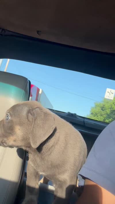 Athena, a female Cane Corso for sale in Merrillville, IN – 3 of 3