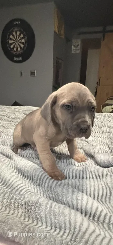 Max – Cane Corso puppy for sale in Merrillville, IN