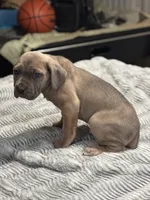 Max, a male Cane Corso for sale in Merrillville, IN – Photo 2 of 3
