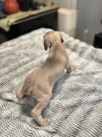 Max, a male Cane Corso for sale in Merrillville, IN – Photo 3 of 3