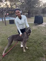 Jordan, a male Cane Corso for sale in Merrillville, IN – 2 of 4