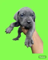 Thor , a male Cane Corso for sale in Merrillville, IN – 4 of 4