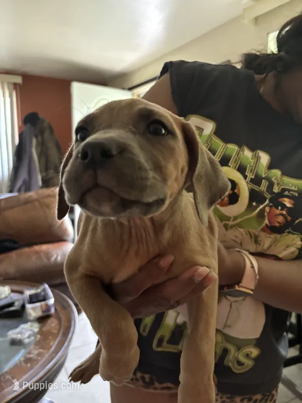 Sheba – Cane Corso puppy for sale in Merrillville, IN