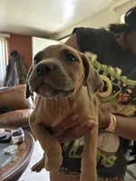 Sheba, a female Cane Corso for sale in Merrillville, IN – 1 of 3