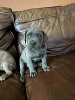 Duke, a male Cane Corso for sale in Merrillville, IN – 2 of 2
