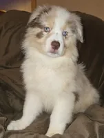 Chloe , a female Australian Shepherd for sale in Hernando, FL – Photo 1 of 7