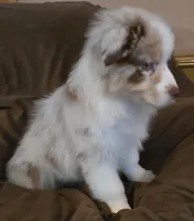 Chloe , a female Australian Shepherd for sale in Hernando, FL – Photo 3 of 7