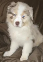 Chloe , a female Australian Shepherd for sale in Hernando, FL – Photo 7 of 7