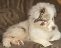 Chloe , a female Australian Shepherd for sale in Hernando, FL – Photo 4 of 7