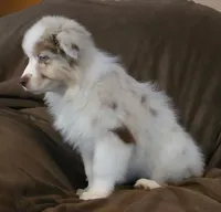 Chloe , a female Australian Shepherd for sale in Hernando, FL – Photo 2 of 7