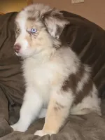 Wrangler , a male Australian Shepherd for sale in Hernando, FL – Photo 9 of 9