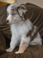 Wrangler , a male Australian Shepherd for sale in Hernando, FL – Photo 7 of 9