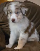 Wrangler , a male Australian Shepherd for sale in Hernando, FL – Photo 2 of 9