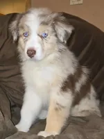 Wrangler , a male Australian Shepherd for sale in Hernando, FL – Photo 4 of 9