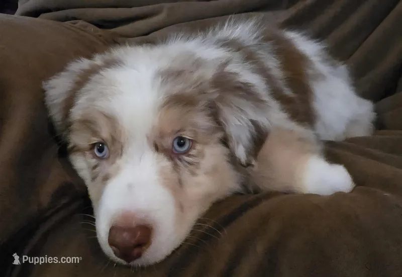Wrangler  – Australian Shepherd puppy for sale in Hernando, FL