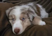 Wrangler , a male Australian Shepherd for sale in Hernando, FL – Photo 1 of 9