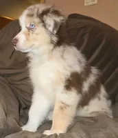 Wrangler , a male Australian Shepherd for sale in Hernando, FL – Photo 5 of 9