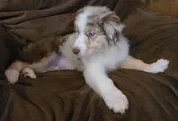 Wrangler , a male Australian Shepherd for sale in Hernando, FL – Photo 3 of 9