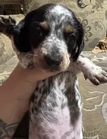 Moe, a male Miniature Dachshund for sale in Vincennes, IN – 3 of 9