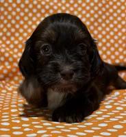 Oliver, a male Shih Tzu and Miniature Dachshund for sale in Vincennes, IN – 3 of 7