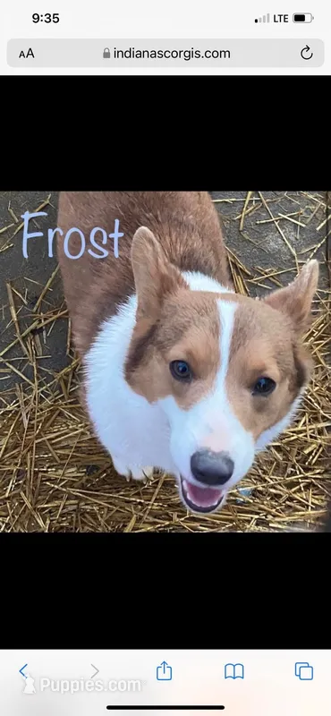 Frost – Pembroke Welsh Corgi puppy for sale in Vincennes, IN