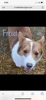 Frost, a female Pembroke Welsh Corgi for sale in Vincennes, IN – 1 of 2