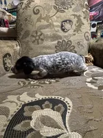 Moe, a male Miniature Dachshund for sale in Vincennes, IN – 4 of 9