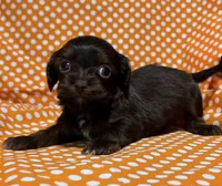 Sammy, a male Shih Tzu and Miniature Dachshund for sale in Vincennes, IN – 3 of 5