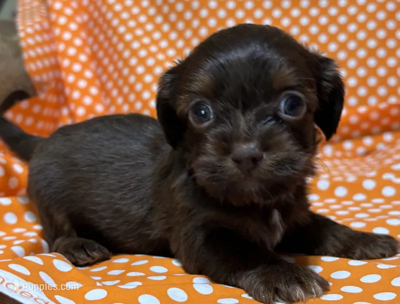 Sammy – Shih Tzu, Miniature Dachshund puppy for sale in Vincennes, IN