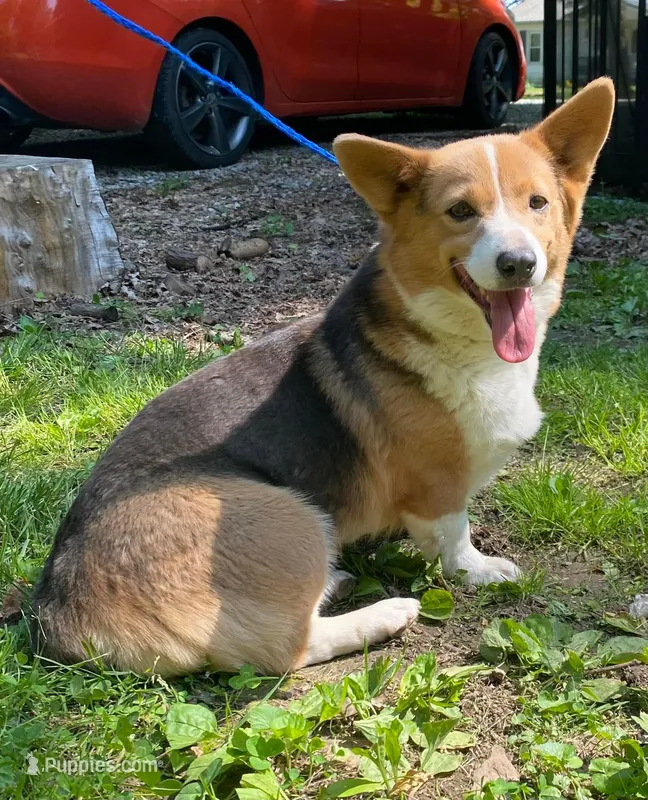 Foxy – Pembroke Welsh Corgi puppy for sale in Vincennes, IN