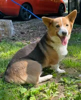 Foxy, a female Pembroke Welsh Corgi for sale in Vincennes, IN – 1 of 1