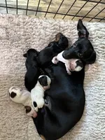 Dixie, a female Miniature Dachshund for sale in Vincennes, IN – 9 of 9