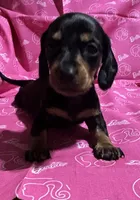 Wendy, a female Miniature Dachshund for sale in Vincennes, IN – 1 of 9