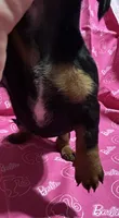 Dixie, a female Miniature Dachshund for sale in Vincennes, IN – 3 of 9