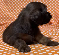 Teddy, a male Shih Tzu and Miniature Dachshund for sale in Vincennes, IN – 2 of 6