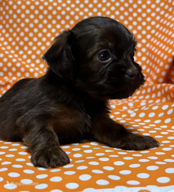 Teddy – Shih Tzu, Miniature Dachshund puppy for sale in Vincennes, IN