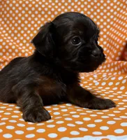 Teddy, a male Shih Tzu and Miniature Dachshund for sale in Vincennes, IN – 1 of 6