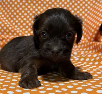 Teddy, a male Shih Tzu and Miniature Dachshund for sale in Vincennes, IN – 3 of 6