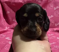 Wendy, a female Miniature Dachshund for sale in Vincennes, IN – 3 of 9