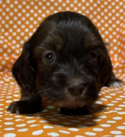 Oliver, a male Shih Tzu and Miniature Dachshund for sale in Vincennes, IN – 5 of 7