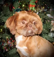 Sammy, a male Shih Tzu and Miniature Dachshund for sale in Vincennes, IN – 2 of 5