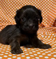 Teddy, a male Shih Tzu and Miniature Dachshund for sale in Vincennes, IN – 4 of 6
