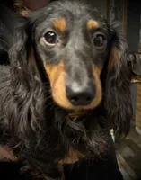 Moe, a male Miniature Dachshund for sale in Vincennes, IN – 5 of 9