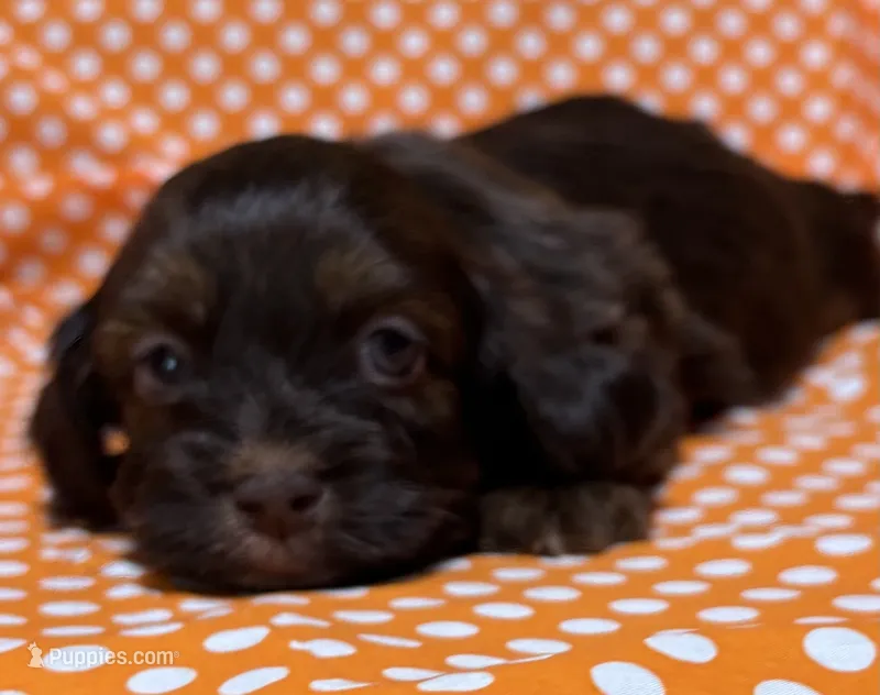 Oliver – Shih Tzu, Miniature Dachshund puppy for sale in Vincennes, IN