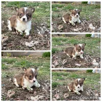 Boy #3, a male Pembroke Welsh Corgi for sale in Vincennes, IN – Photo 2 of 4