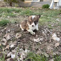 Boy #3, a male Pembroke Welsh Corgi for sale in Vincennes, IN – Photo 4 of 4
