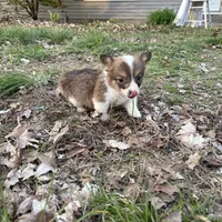 Boy #3, a male Pembroke Welsh Corgi for sale in Vincennes, IN – Photo 3 of 4