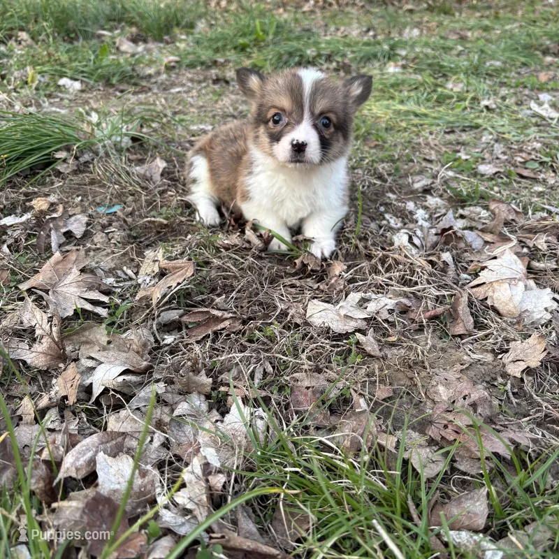 Boy #3 – Pembroke Welsh Corgi puppy for sale in Vincennes, IN