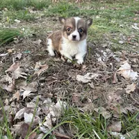 Boy #3, a male Pembroke Welsh Corgi for sale in Vincennes, IN – Photo 1 of 4
